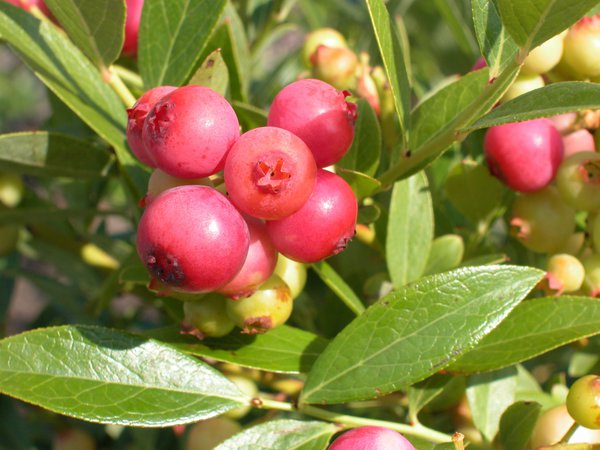 Les myrtilliers hivernent les myrtilles Pinkberry Pink Lemonade Lubera