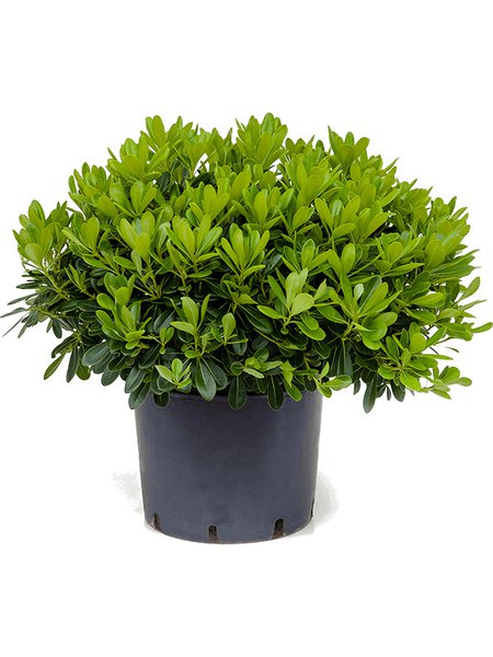 Pittosporum tobira 'Nana', Busch, im 26cm Topf, H�he 35cm, Breite 45cm