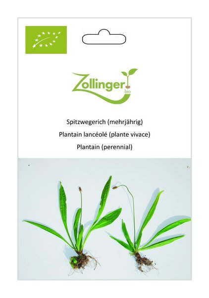 Spitzwegerich (mehrj�hrig)