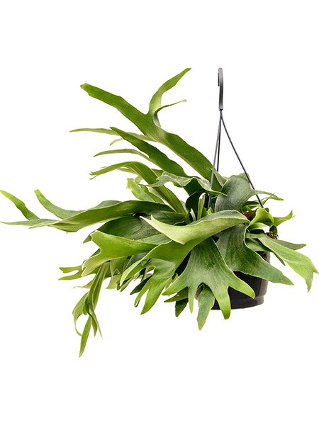 Platycerium bifurcatum, Ampel, im 21cm Topf, H�he 50cm, Breite 35cm