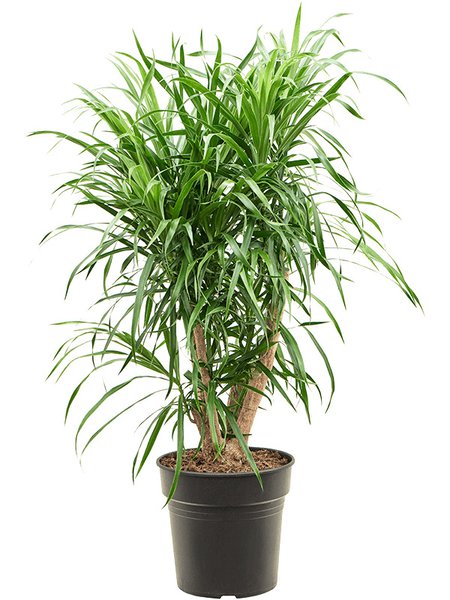 Pleomele (Dracaena) 'Anita', Verzweigt, im 21cm Topf, H�he 80cm, Breite 30cm