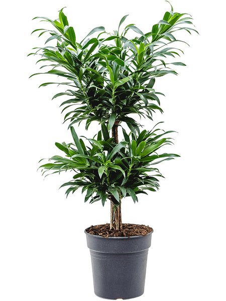 Pleomele (Dracaena) reflexa, Multi Stamm, im 24cm Topf, H�he 90cm, Breite 30cm