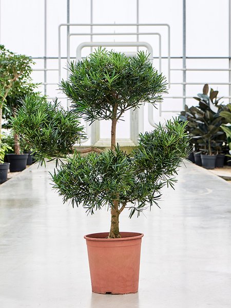 Podocarpus macrophyllus (120-130), Verzweigt/Multi Krone, im 30cm Topf, H�he 120cm, Breite 80cm