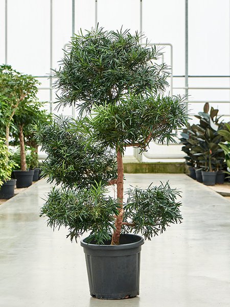 Podocarpus macrophyllus (140-160), Verzweigt/Multi Krone, im 34cm Topf, H�he 150cm, Breite 90cm