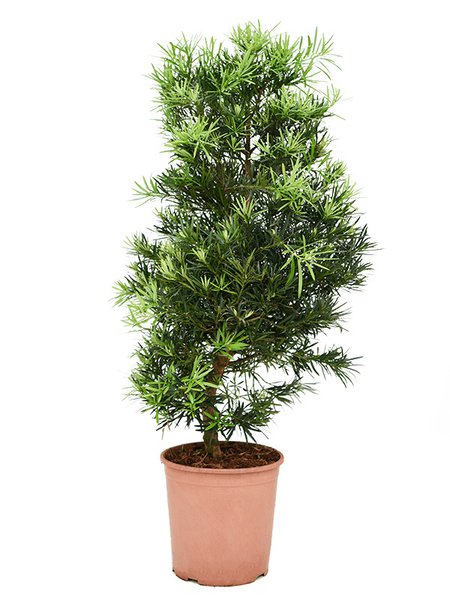 Podocarpus macrophyllus, Busch, im 30cm Topf, H�he 130cm, Breite 60cm