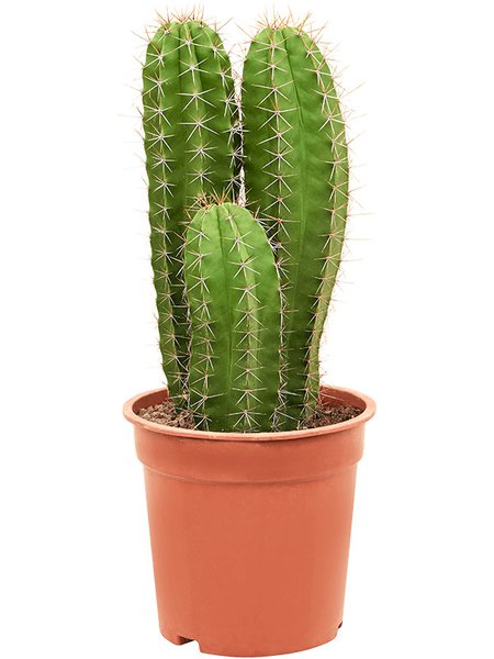 Polaskia chende, Tuff, im 21cm Topf, H�he 40cm, Breite 25cm