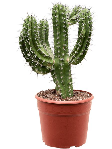 Polaskia chichipe, Verzweigt, im 27cm Topf, H�he 80cm, Breite 35cm