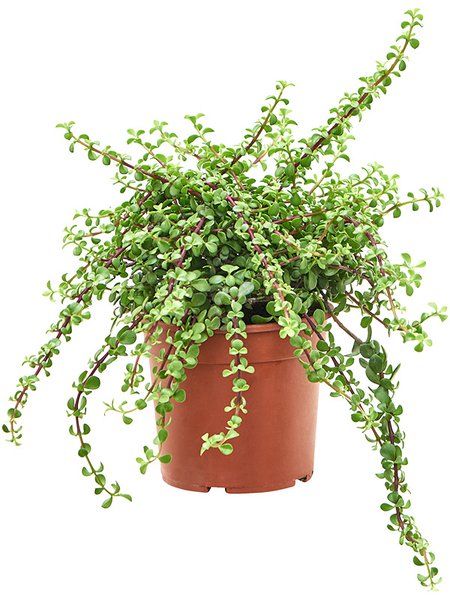 Portulacaria afra, Busch, im 17cm Topf, H�he 35cm, Breite 20cm