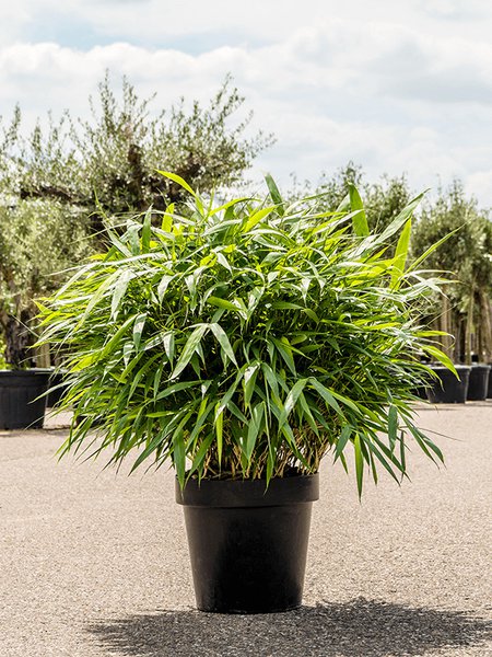 Pseudosasa japonica, Busch, im 40cm Topf, H�he 100cm, Breite 75cm