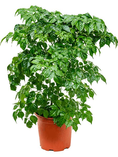 Radermachera sinica, Tuff, im 19cm Topf, H�he 55cm, Breite 35cm