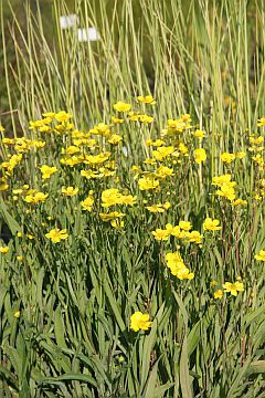 Ranunculus lingua