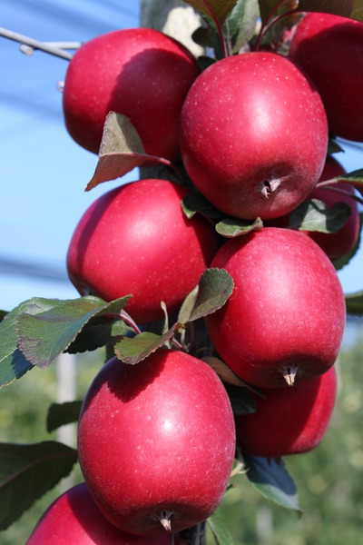 Rotfleischiger Apfel Redlove� Kohlhaas�