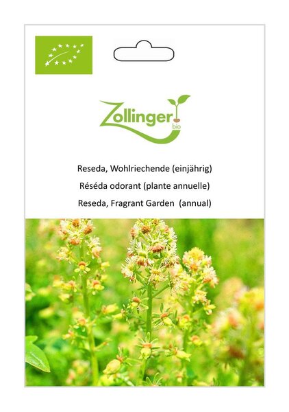 Reseda, Wohlriechende (einj�hrig)
