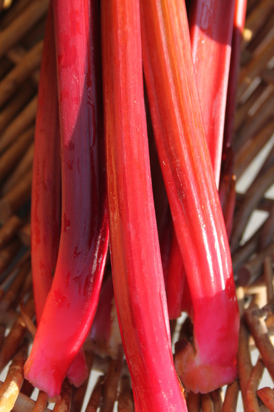 Rhabarber Himbeerrot (Rheum rhabarbarum)