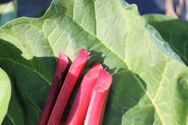 Rhubarbe Fruit ou Légume Siruparber Canada Red Lubera