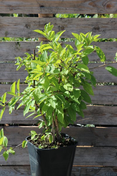 Purgier-Kreudorn (Rhamnus catharticus)