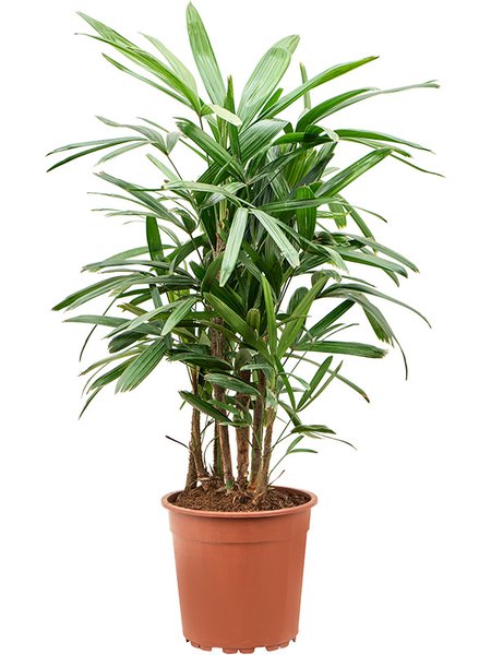 Rhapis excelsa (90-120), Tuff, im 24cm Topf, H�he 105cm, Breite 55cm