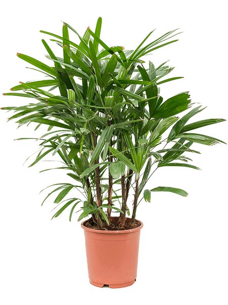 Rhapis excelsa, Tuff, im 24cm Topf, H�he 100cm, Breite 60cm