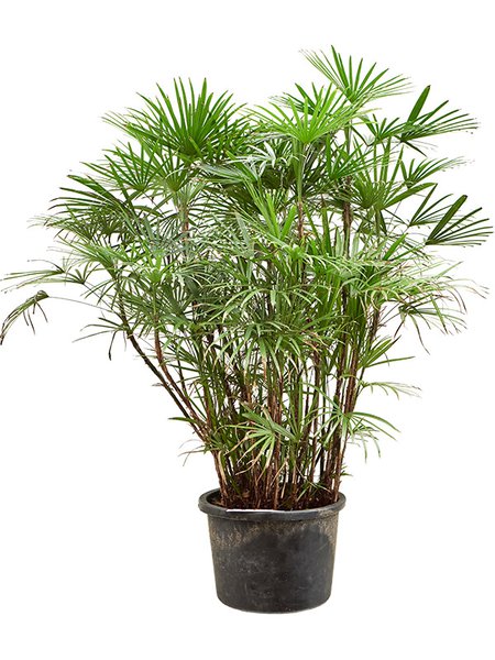 Rhapis humilis (100-130), Tuff, im 30cm Topf, H�he 125cm, Breite 70cm
