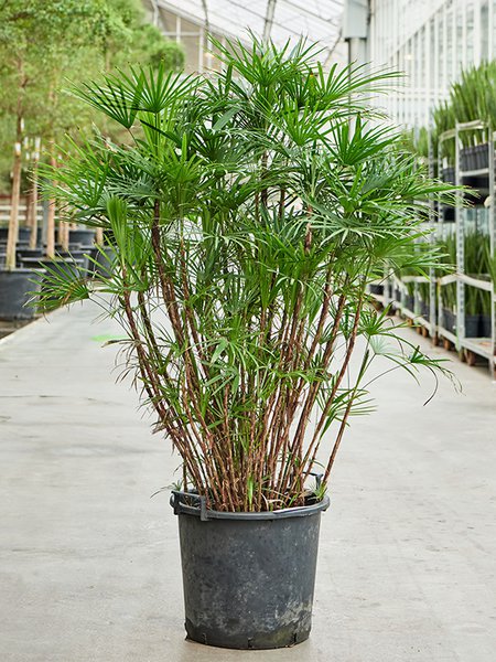 Rhapis humilis (150-180), Tuff, im 40cm Topf, H�he 160cm, Breite 80cm