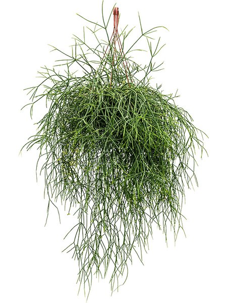 Rhipsalis burchelli, Ranker, im 25cm Topf, H�he 50cm, Breite 50cm