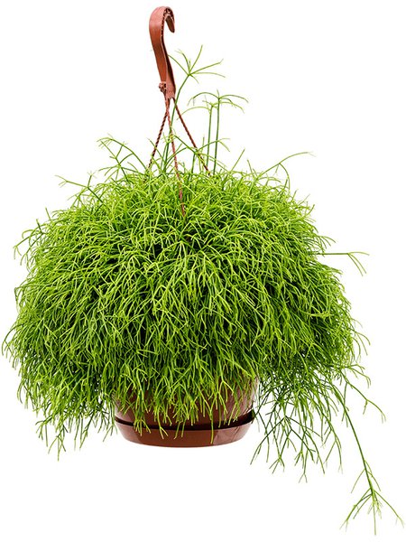 Rhipsalis cassutha, Ampel, im 21cm Topf, H�he 50cm, Breite 35cm
