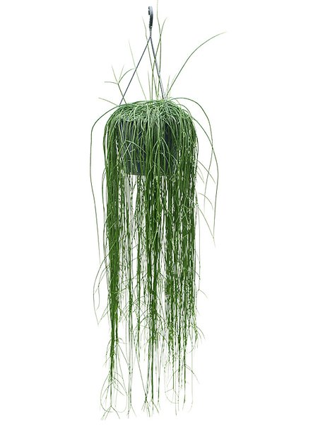 Rhipsalis floccosa, Ampel, im 25cm Topf, H�he 95cm, Breite 40cm