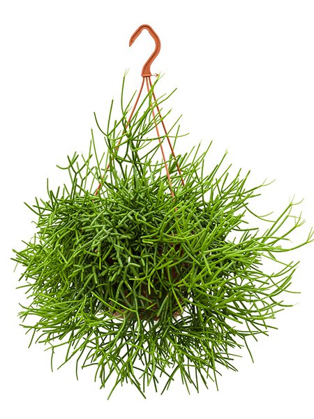 Rhipsalis heteroclada, Ampel, im 21cm Topf, H�he 55cm, Breite 50cm