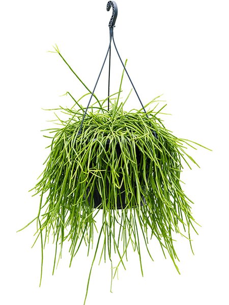 Rhipsalis kirbergii, Ranker, im 25cm Topf, H�he 60cm, Breite 35cm