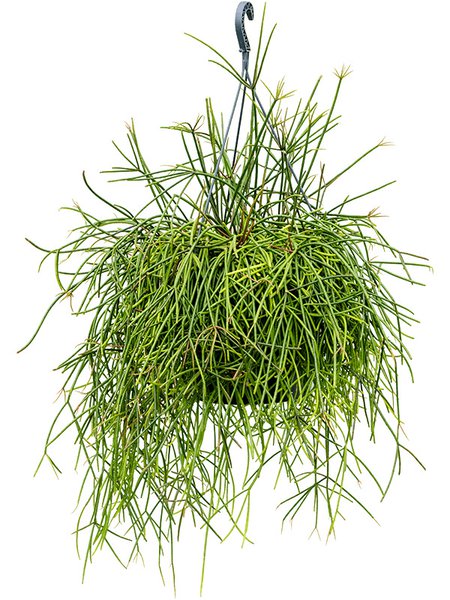 Rhipsalis mauretiana, Ampel, im 25cm Topf, H�he 60cm, Breite 35cm
