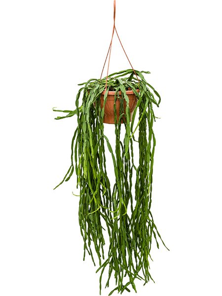 Rhipsalis paradoxa, Ampel, im 25cm Topf, H�he 55cm, Breite 30cm