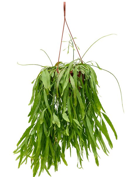 Rhipsalis ramulosa 'Red Coral', Ampel, im 25cm Topf, H�he 60cm, Breite 40cm