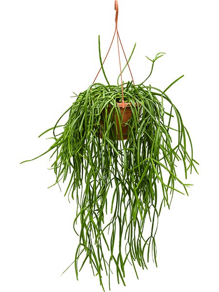 Rhipsalis trigona, Ranker, im 25cm Topf, H�he 50cm, Breite 30cm