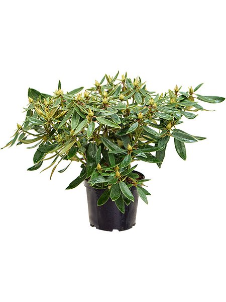 Rhododendron 'Eucharitis', Busch, im 24cm Topf, H�he 50cm, Breite 60cm