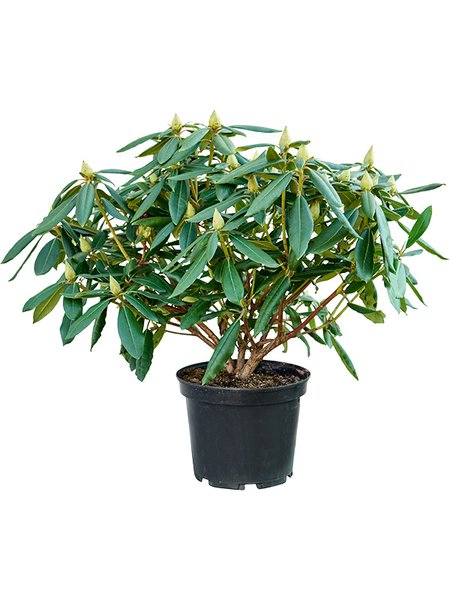 Rhododendron 'Marcel Menard', Busch, im 24cm Topf, H�he 50cm, Breite 60cm