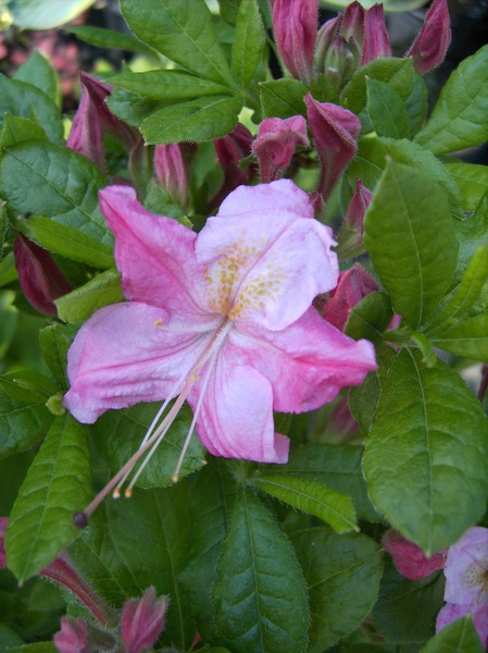 Rhododendron 'Rosata'