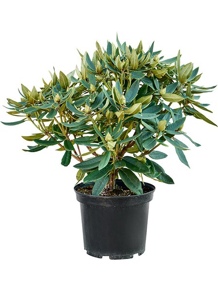 Rhododendron 'Vulcan Flame', Busch, im 24cm Topf, H�he 50cm, Breite 60cm