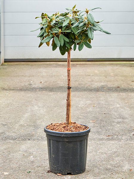 Rhododendron yakushimanum 'Anuschka', Stamm, im 32cm Topf, H�he 110cm, Breite 40cm