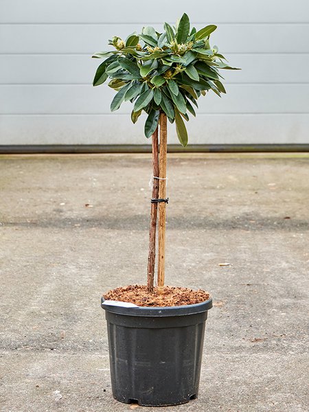 Rhododendron yakushimanum 'Arabella', Stamm, im 32cm Topf, H�he 110cm, Breite 40cm