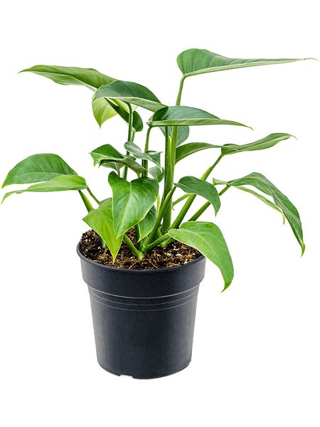 Rhodospatha latifolia, Busch, im 21cm Topf, H�he 50cm, Breite 35cm
