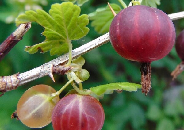 Ribes hirtellum, groseille � maquereau am�ricaine