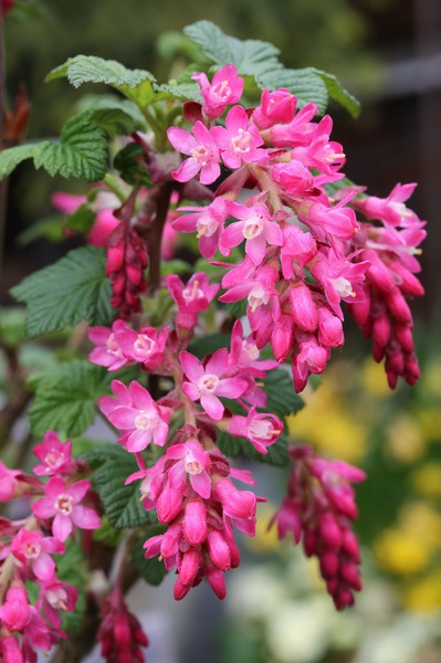 Ribes sanguineum Pulborough Scarlet