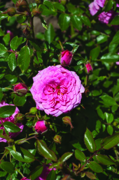 Rose Asteria Pixie