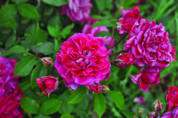 Rosier Crimson Winterjewel, planter des rosiers nains