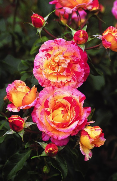Planter et entretenir les rosiers à fleurs groupées, Guide de culture rosier Camille Pissaro Lubera