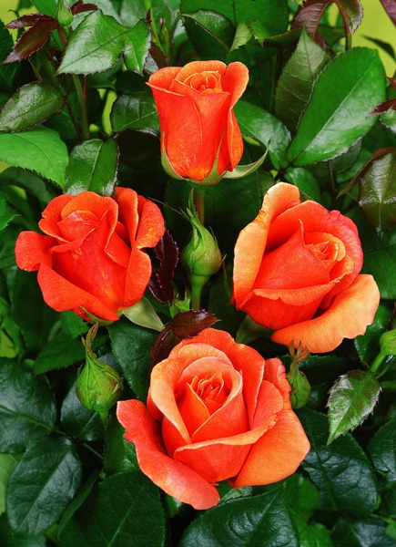 Edelrose Cherry Brandy� 85