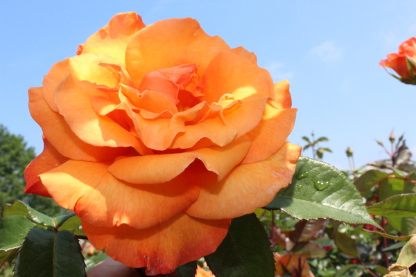 Doris Tysterman, planter des rosiers à grandes fleurs