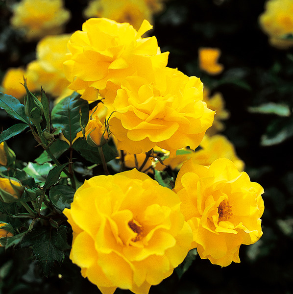 Rose Friesa�