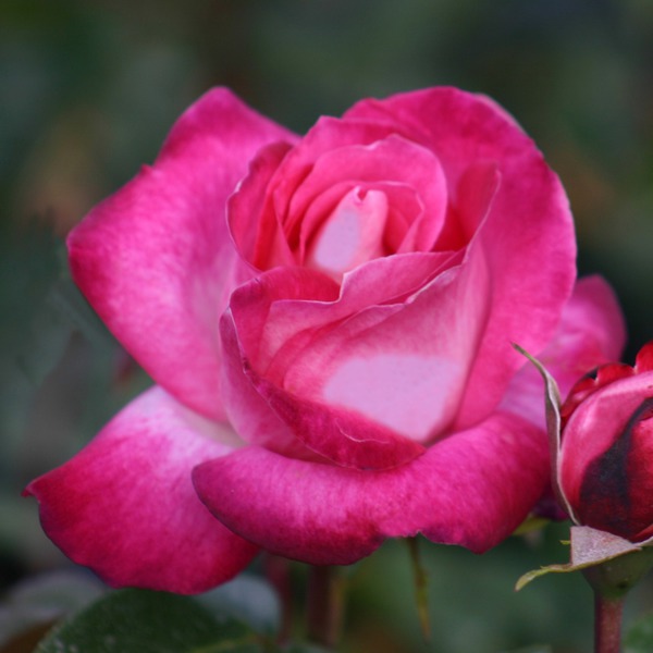 Rose Gaujard