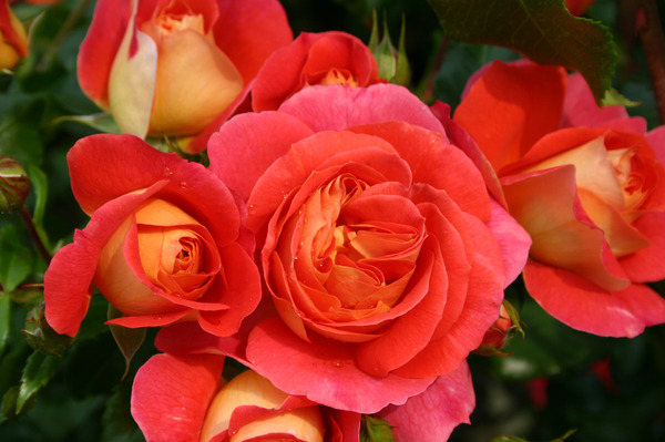 Planter des rosiers à fleurs groupées, Guide de culture rosier Gebrüder Grimm Lubera